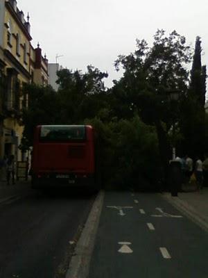 Cae un árbol esta mañana sobre un autobús de Tussam