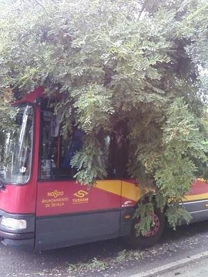 Cae un árbol esta mañana sobre un autobús de Tussam