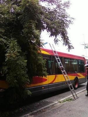 Cae un árbol esta mañana sobre un autobús de Tussam