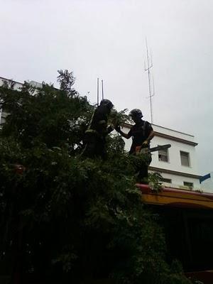 Cae un árbol esta mañana sobre un autobús de Tussam