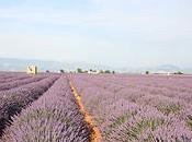Horizontes violetas