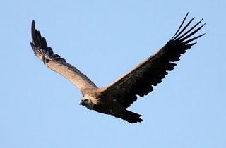 GYPS FULVUS -BUITRE LEONADO-SAI ARREA-VOITRE BRANCO-VOLTOR COMÚ-GRIFFON VULTURE