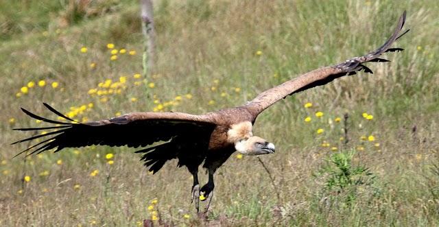 GYPS FULVUS -BUITRE LEONADO-SAI ARREA-VOITRE BRANCO-VOLTOR COMÚ-GRIFFON VULTURE