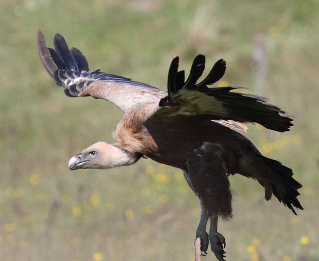 GYPS FULVUS -BUITRE LEONADO-SAI ARREA-VOITRE BRANCO-VOLTOR COMÚ-GRIFFON VULTURE