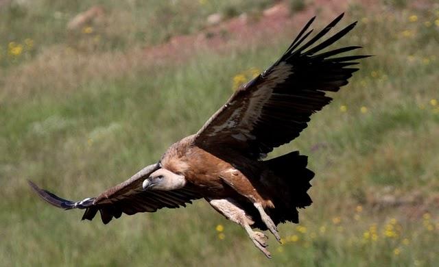 GYPS FULVUS -BUITRE LEONADO-SAI ARREA-VOITRE BRANCO-VOLTOR COMÚ-GRIFFON VULTURE