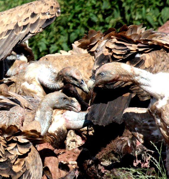 GYPS FULVUS -BUITRE LEONADO-SAI ARREA-VOITRE BRANCO-VOLTOR COMÚ-GRIFFON VULTURE