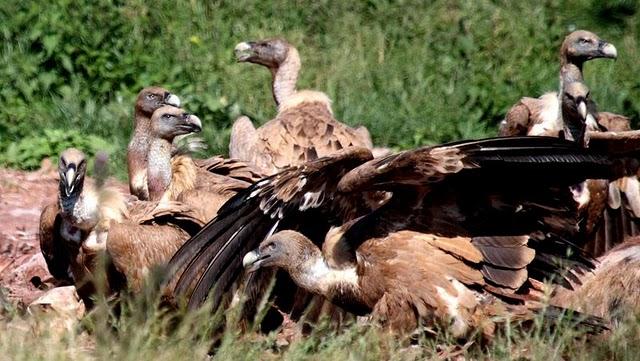 GYPS FULVUS -BUITRE LEONADO-SAI ARREA-VOITRE BRANCO-VOLTOR COMÚ-GRIFFON VULTURE