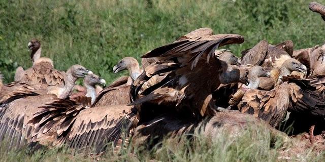 GYPS FULVUS -BUITRE LEONADO-SAI ARREA-VOITRE BRANCO-VOLTOR COMÚ-GRIFFON VULTURE