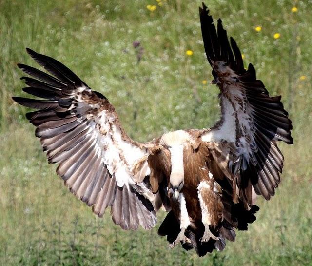 GYPS FULVUS -BUITRE LEONADO-SAI ARREA-VOITRE BRANCO-VOLTOR COMÚ-GRIFFON VULTURE