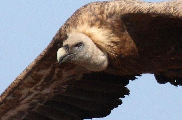 GYPS FULVUS -BUITRE LEONADO-SAI ARREA-VOITRE BRANCO-VOLTOR COMÚ-GRIFFON VULTURE