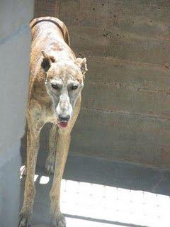 Lady, galga en Etxauri , sino consigue padrinos se muere