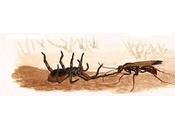 cazadora tarántula