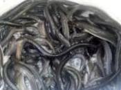 contaminación pesca ponen riesgo supervivencia anguila