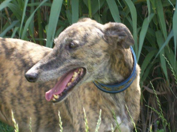 + de 3000 amigos . perros de casa facebook