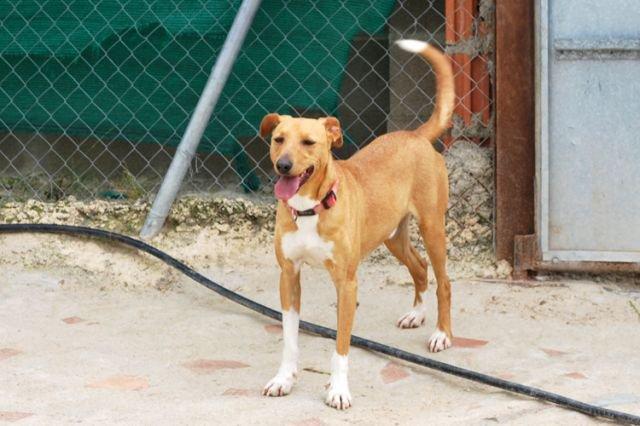 + de 3000 amigos . perros de casa facebook