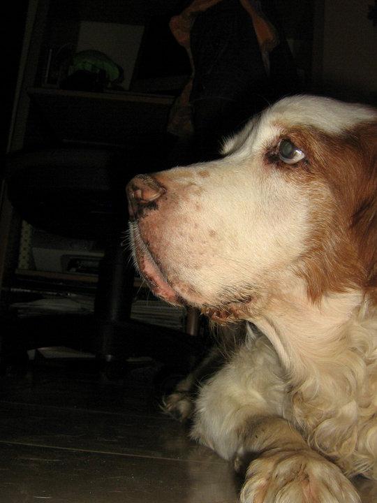 + de 3000 amigos . perros de casa facebook