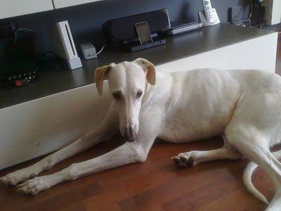 GALGA BLANCA PERDIDA 07/07/10 ENTRE CAMBRILS Y VILASSAR DE MAR,