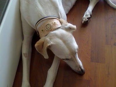 GALGA BLANCA PERDIDA 07/07/10 ENTRE CAMBRILS Y VILASSAR DE MAR,