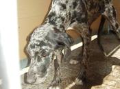 Braca perrera Movera, imagen habla ella sola