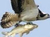 Andalucía recibe pollos águila pescadora para reforzar reintroducción