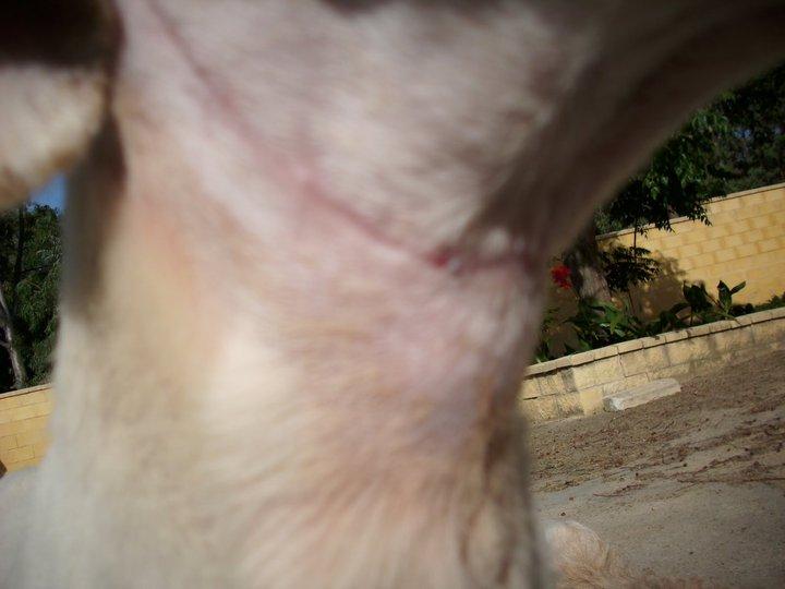 Recuerdas a Polo ????