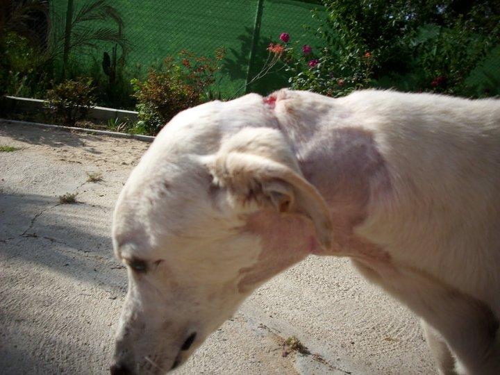 Recuerdas a Polo ????