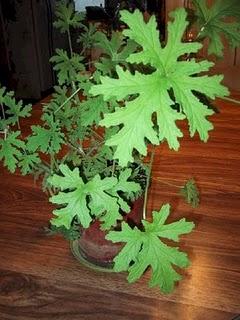 Spray anti-mosquitos