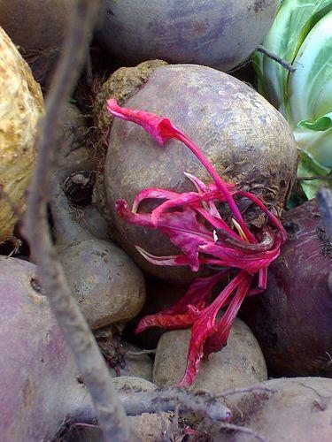'La Roja' llega a la mesa: ensalada de remolacha