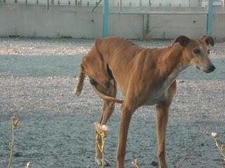 Galgo - URGENTE