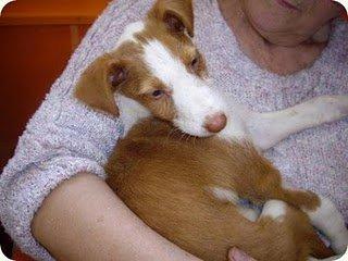 Zar, Cachorro X podenco , recogido en estado lamentable Alicante