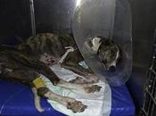Suerte, galgo Córdoba, otro desecho cazador