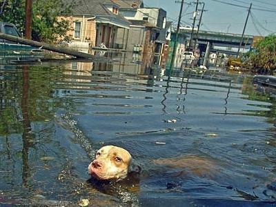 Perritos afectados por el huracán Alex