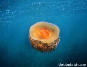 La picadura de la medusa