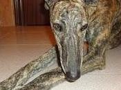 Sunday espera para adoptes