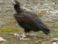 Recuperación del buitre negro en Sierra Pelada