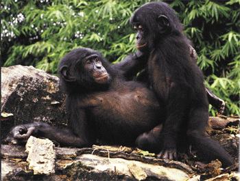 El chimpancé bizarro