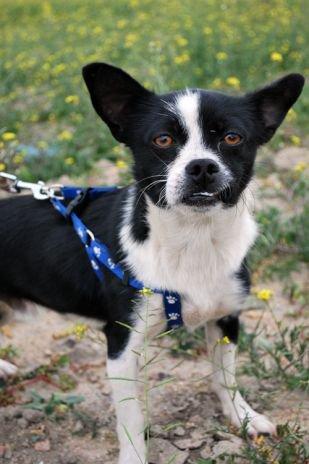 El Sueño americano de Sánchez