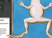 Disección virtual rana iPad