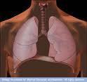 Pulmones Bioartificiales