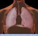 Pulmones Bioartificiales