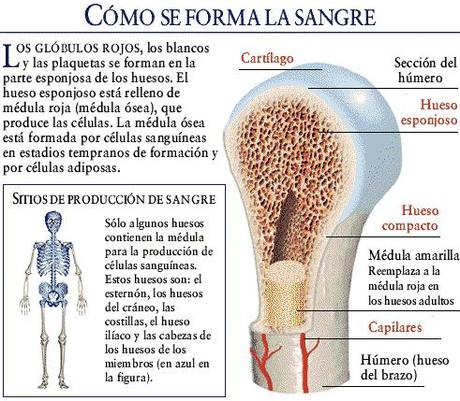 Necesidad de donantes para trasplantes de médulas oseas