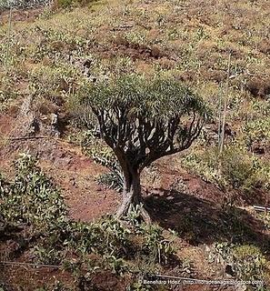 Dragos de Anaga: El drago del Valle Brosque