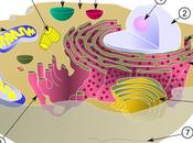 CellCraft, juego interesante