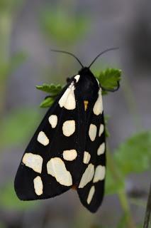Para ampliar Arctia (Epicallia) villica (Linnaeus, 1758) Polilla tigre hacer clic