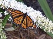 Buddleia