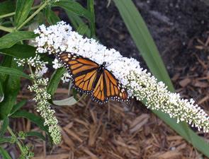 Buddleia