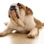 Seguros para mascotas. Conceptos básicos. Perro feliz