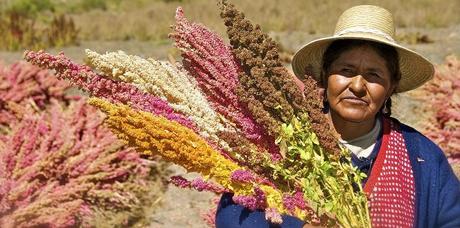 Imagen tomada de http://www.laradiosaludable.com/descargas/quinua-el-alimento-que-disminuira-el-hambre-en-el-mundo/