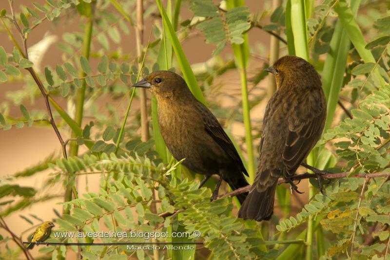 Varillero congo (Chestnut capped blackbird) Agelaius ruficapilus