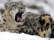 Leopardo nieves,